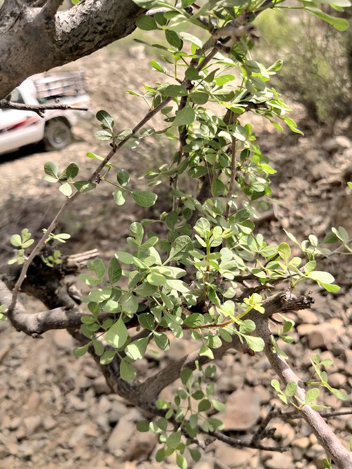 البشام - تصوير: أ