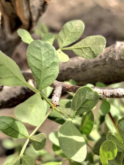 commiphora_gileadensis_5