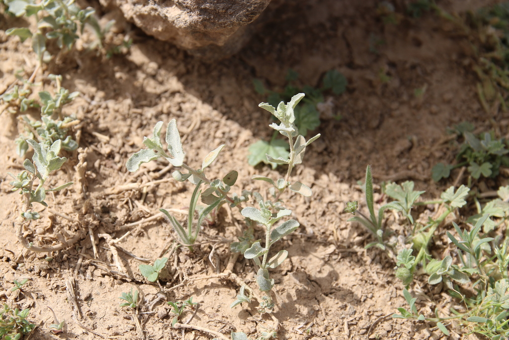Atriplex turcomanica photo by  sami-youssef