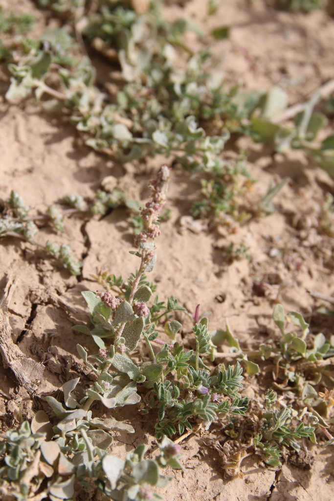 Atriplex turcomanica photo by  sami-youssef