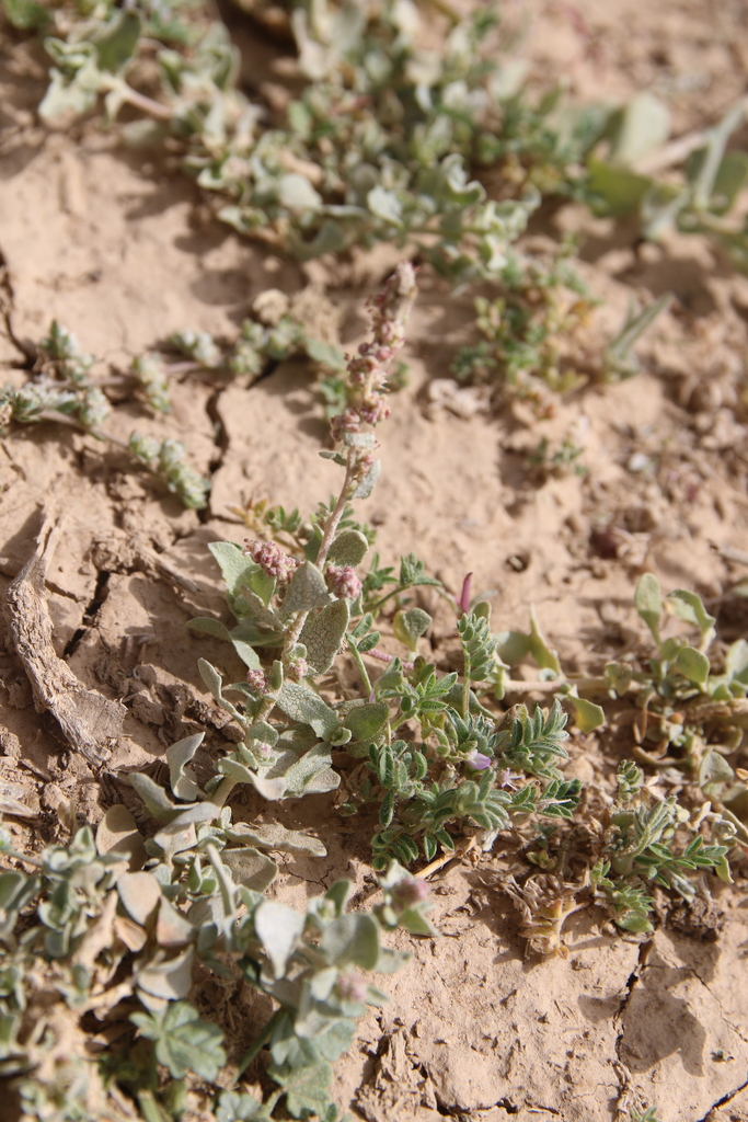 Atriplex turcomanica photo by sami-youssef