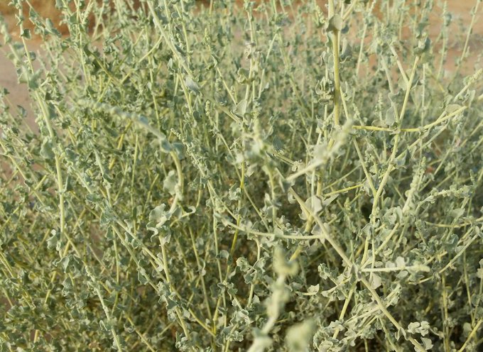 الرغل - تصوير: أ
