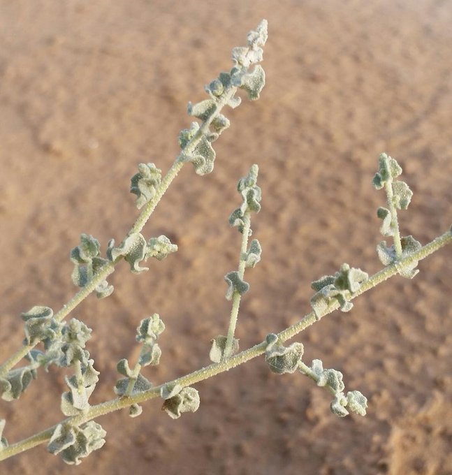 الرغل - تصوير: أ