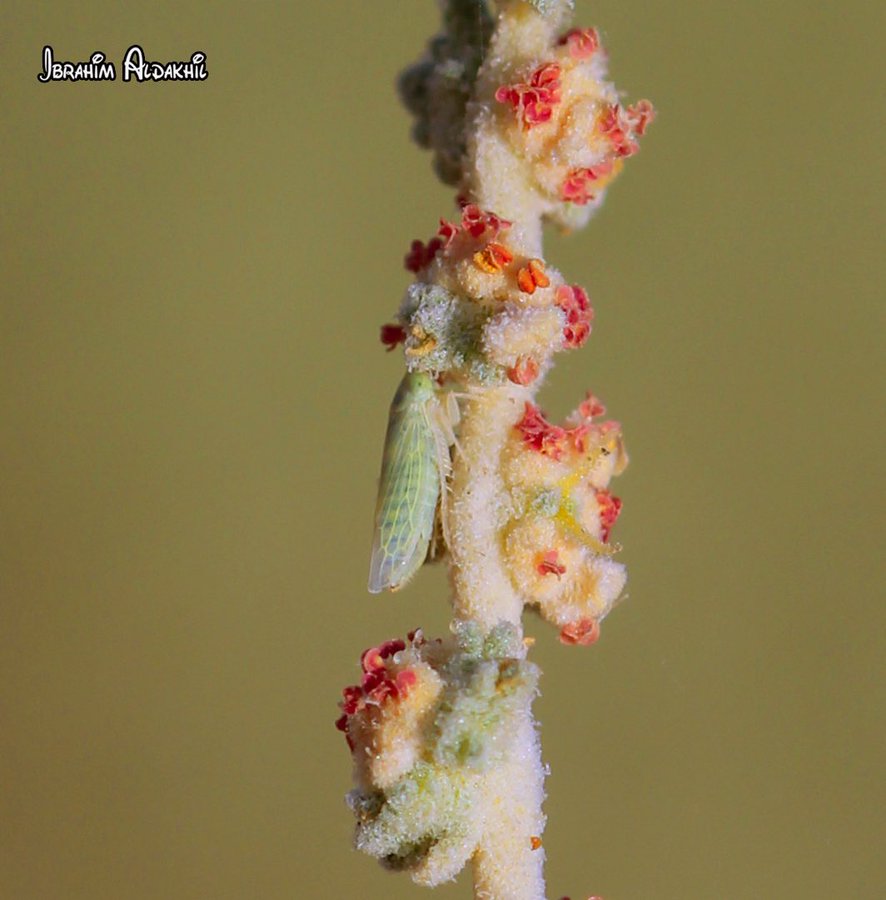 الرغل - تصوير: أ