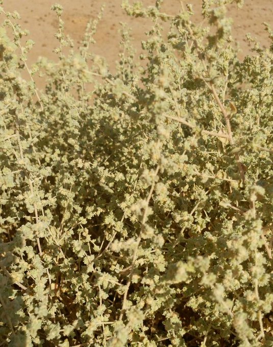 الرغل - تصوير: أ