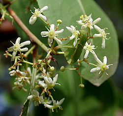 Gymnosporia forsskaoliana  photo by J.M.Garg