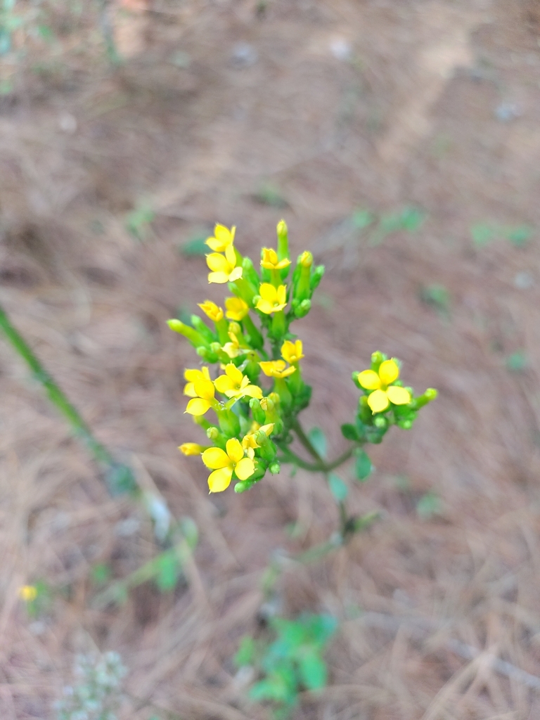 Kalanchoe crenata