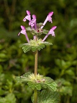 Lamium amplexicaule photo by Kaldari