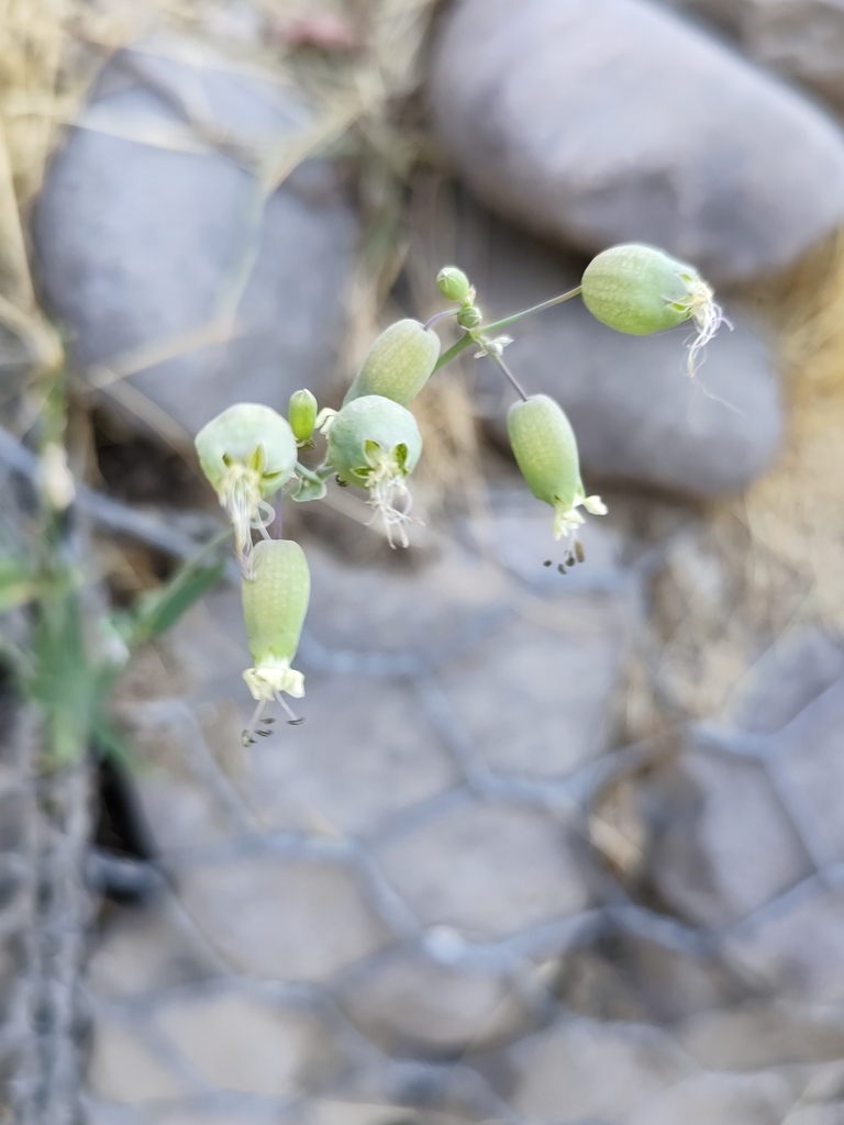 Silene vulgaris photo by watergodnature