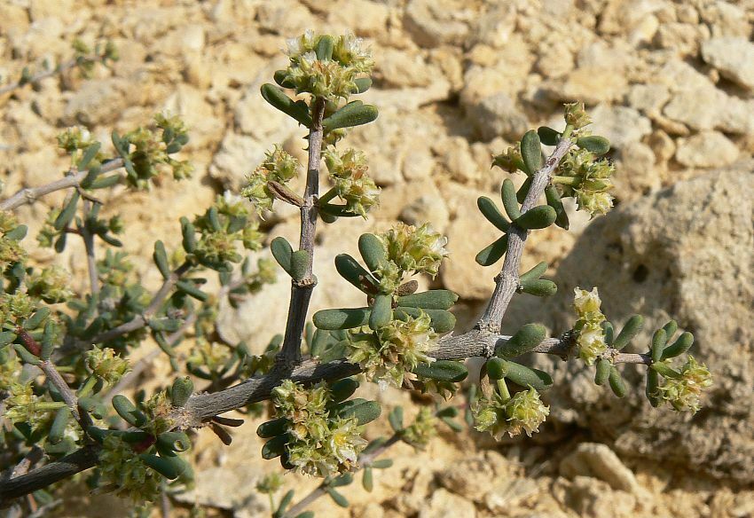 Sphaerocoma hookeri subsp. aucheri photo by lougarou