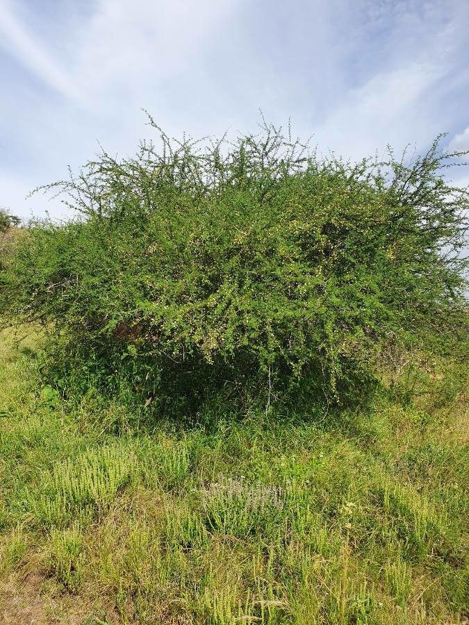 Vachellia etbaica