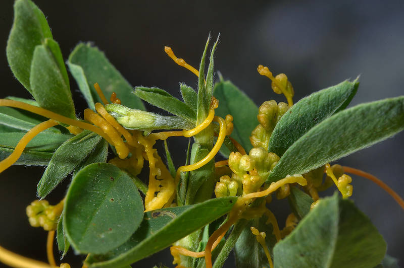 Vigna ambacensis photo by Dodder, Hamool, hamoul