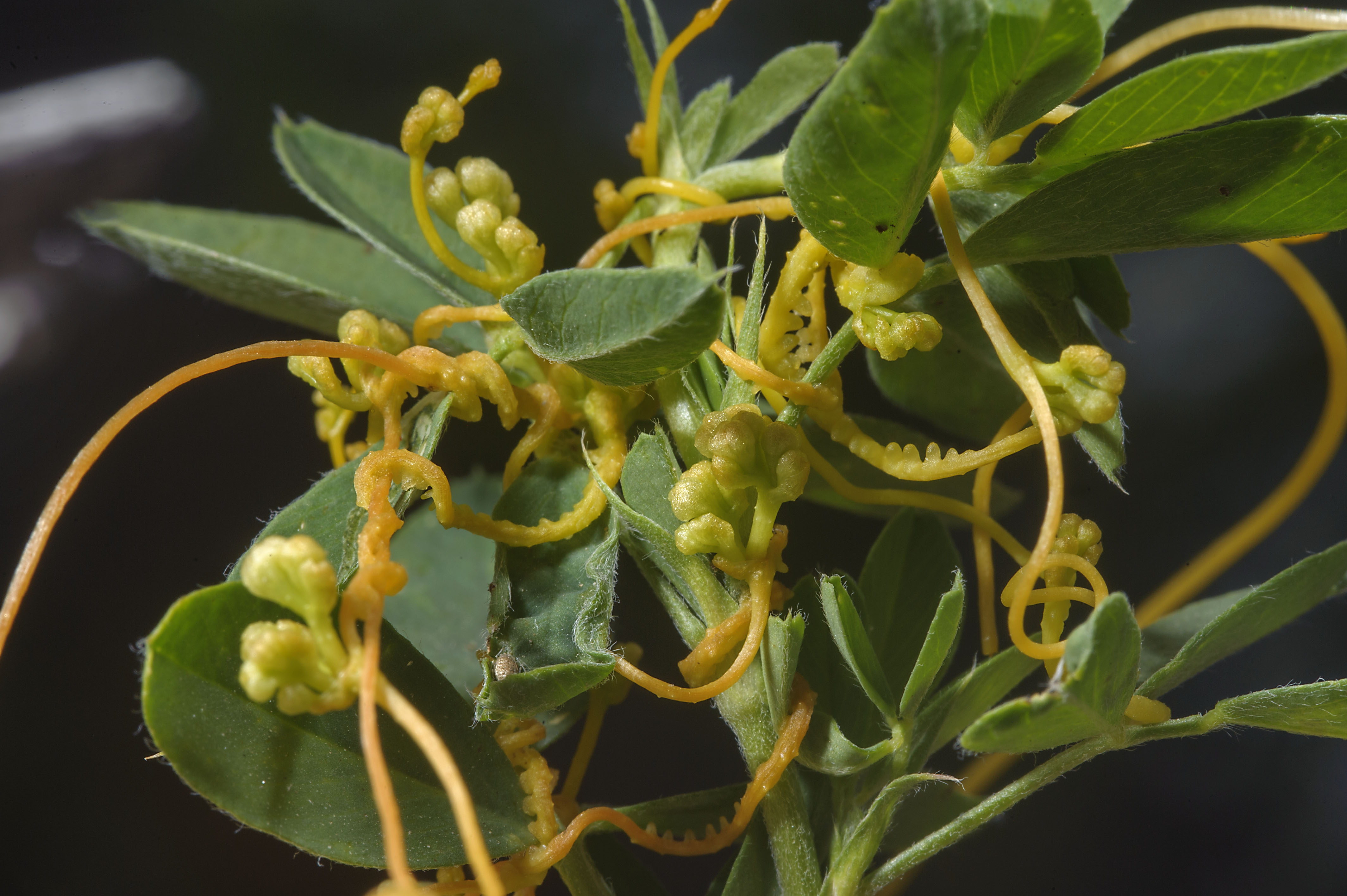 Vigna ambacensis photo by Dodder, Hamool, hamoul