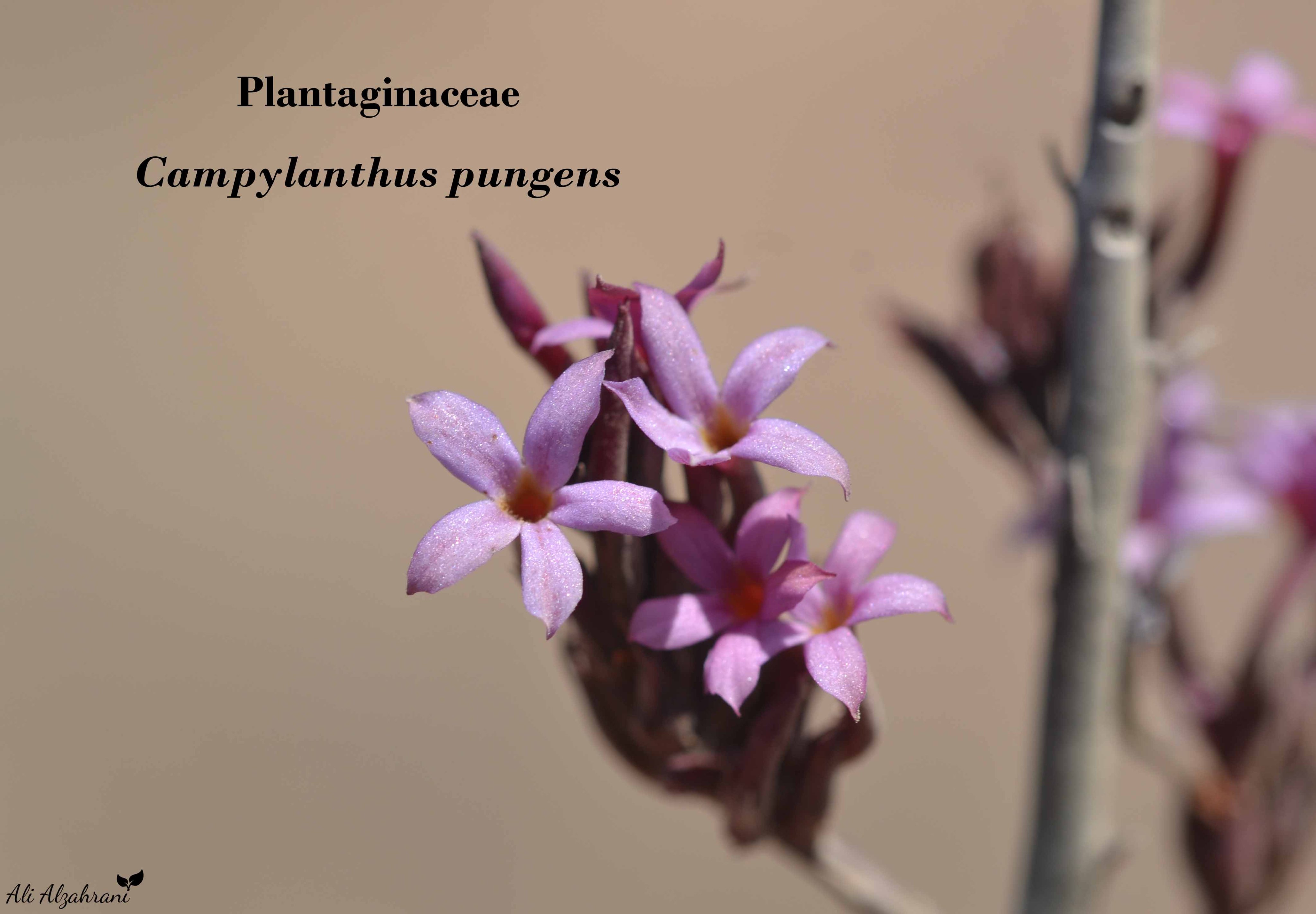 Campylanthus pungens - تصوير علي الزهراني