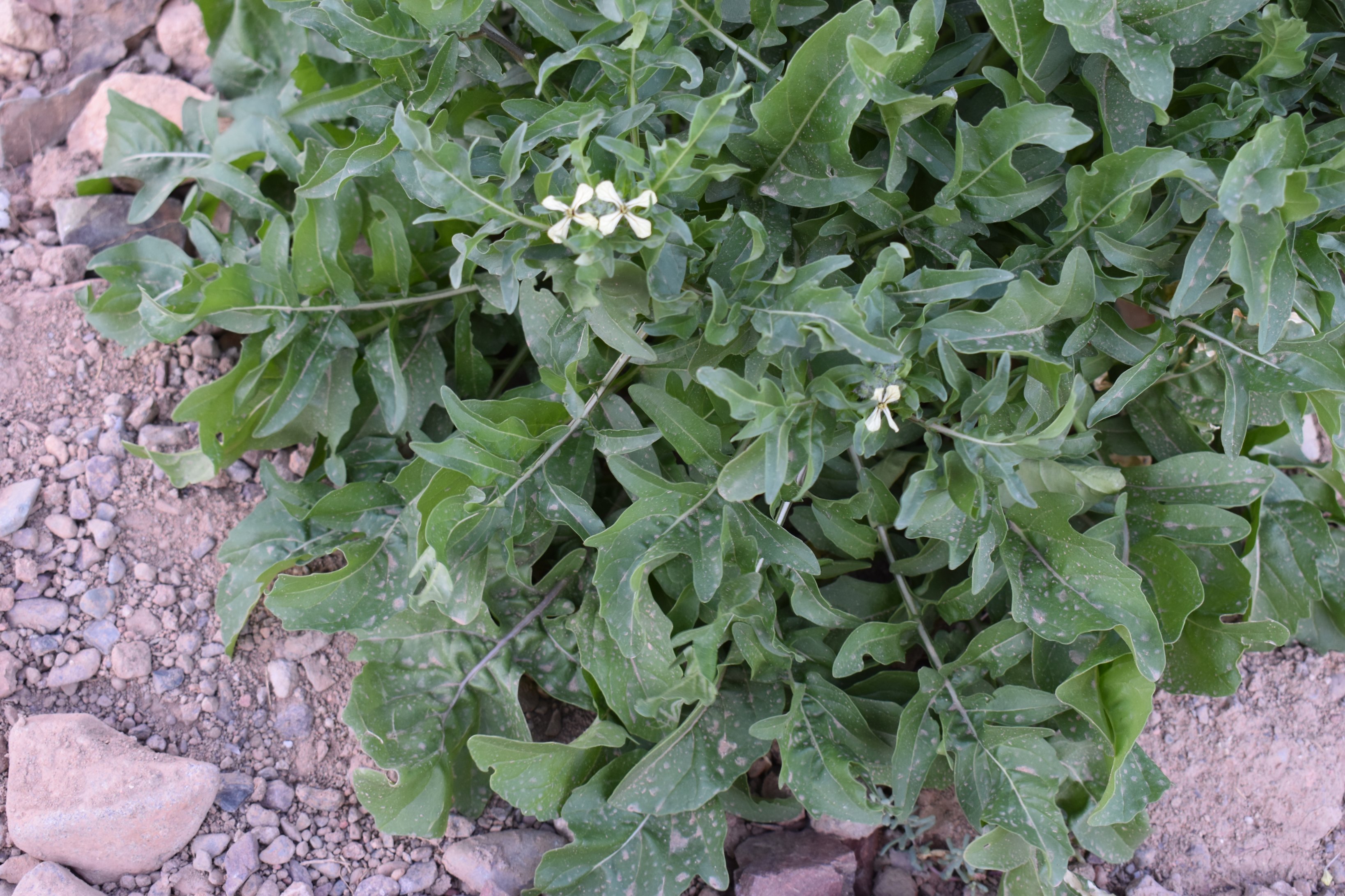 الجرجير البري 2 - تصوير Botanist