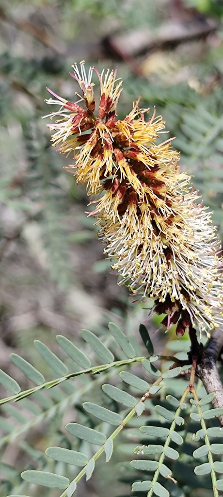 Neltuma juliflora photo by profe_mire