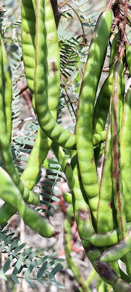 Neltuma juliflora photo by profe_mire
