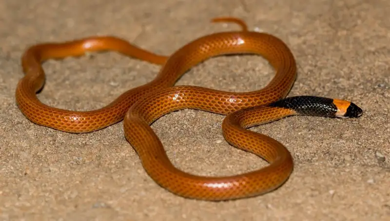 ثعبان الحجاز أسود الطوق Hejaz black–collared snake تصوير: Fulvio Licata