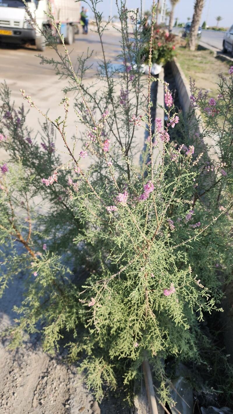 Tamarix macrocarpa