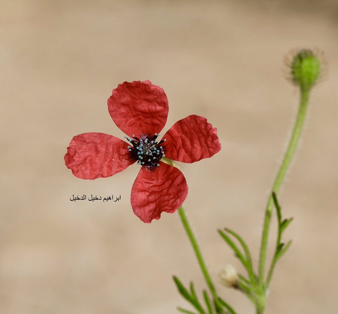 ديدحان الصمان - تصوير: أ. إبراهيم الدخيل