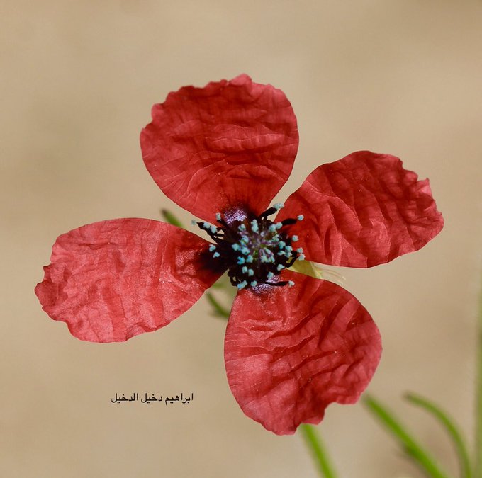 ديدحان الصمان - تصوير: أ