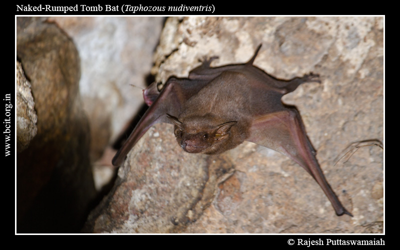 Naked-Rumped Tomb Bat - photo by Rajesh Puttaswamaiah