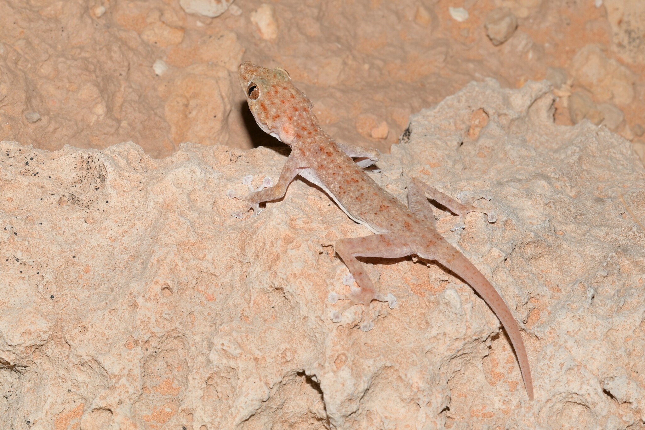  Ptyodactylus ananjevae