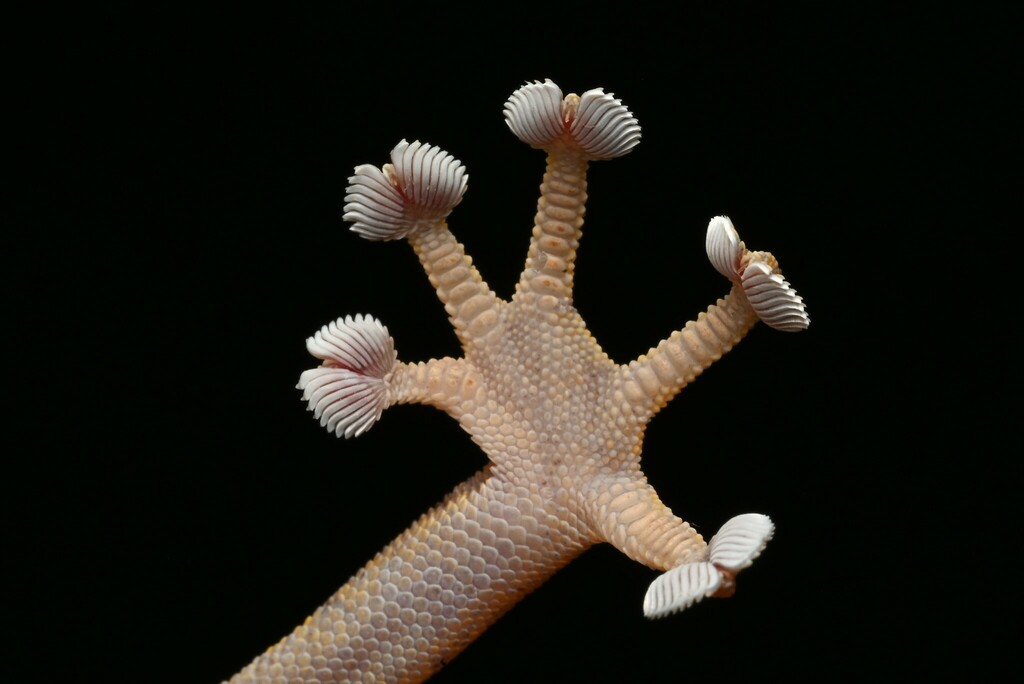  Ptyodactylus ananjevae