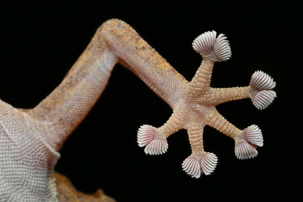  Ptyodactylus ananjevae