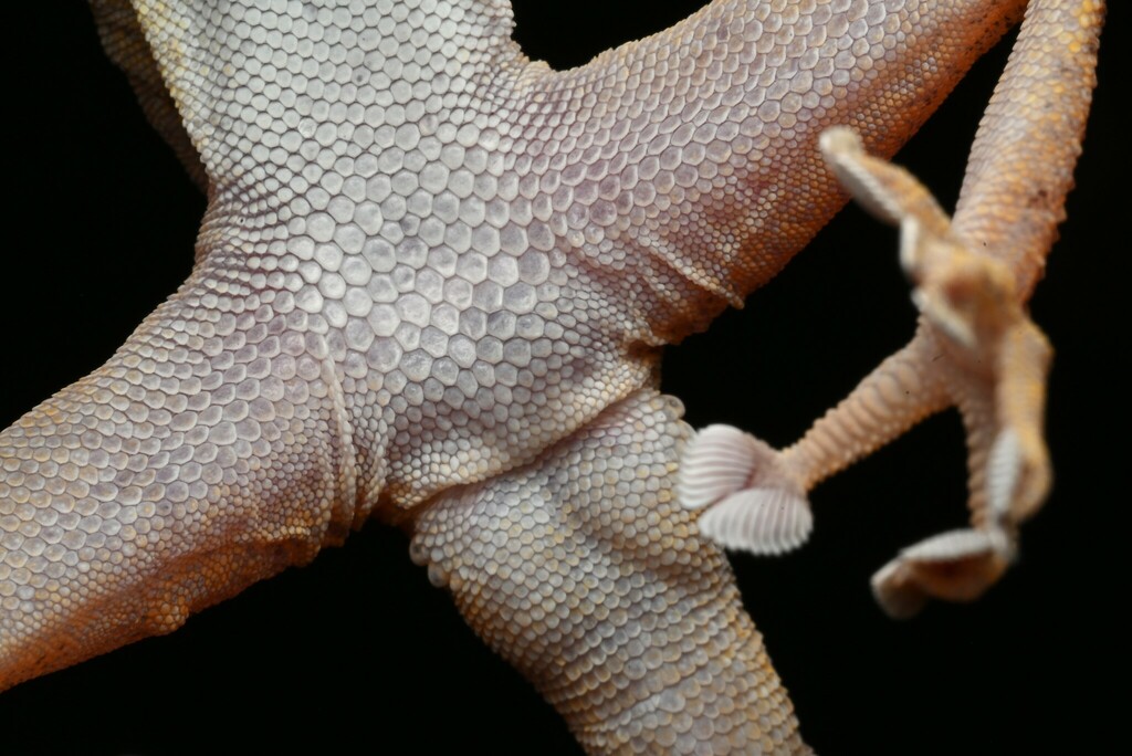  Ptyodactylus ananjevae