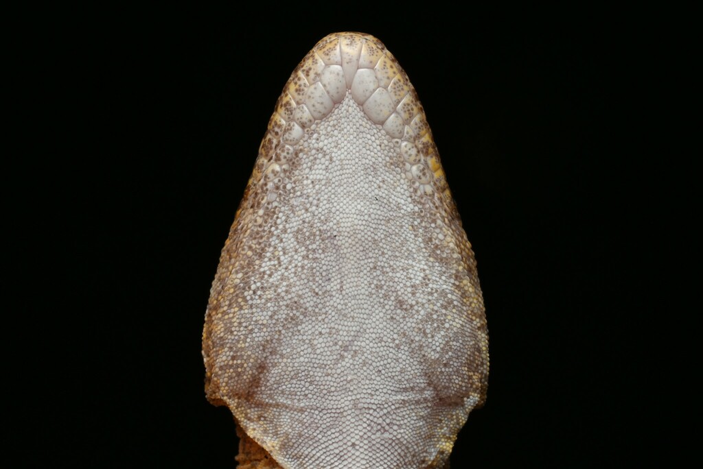  Ptyodactylus ananjevae