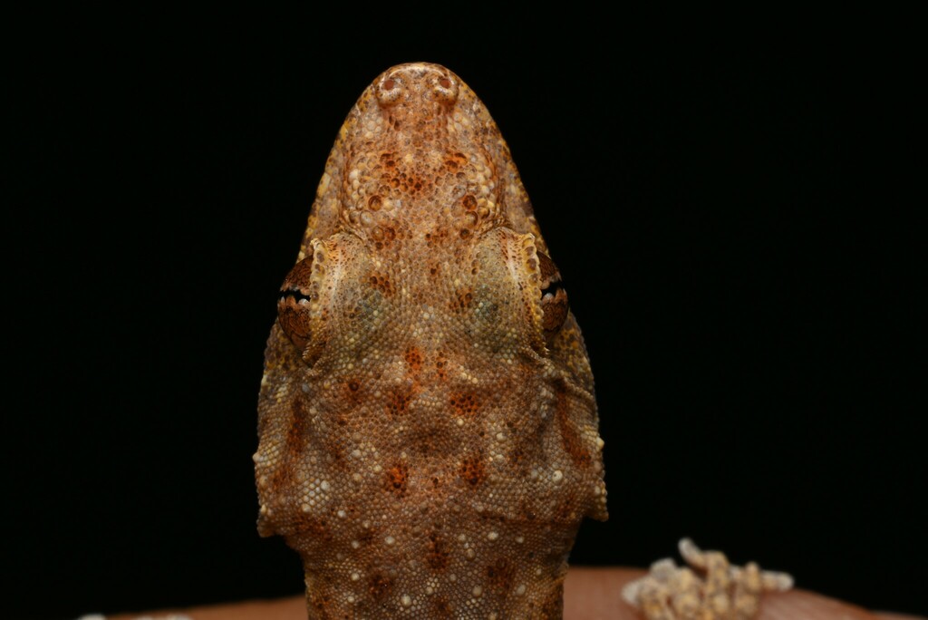  Ptyodactylus ananjevae