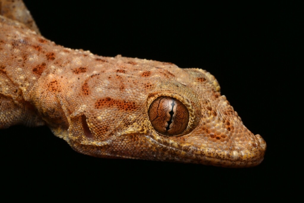  Ptyodactylus ananjevae